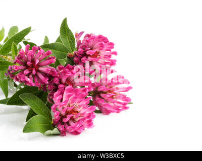 Pink Clover flowers (Trifolium) isolated on white background Stock Photo