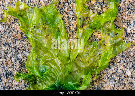 Sea lettuce (Ulva lactuca) edible green alga washed ashore on rocky beach