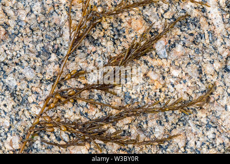 Japanese wireweed (Sargassum muticum), invasive brown seaweed originally from Japan Stock Photo