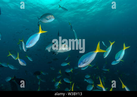Coral triangle photography Stock Photo