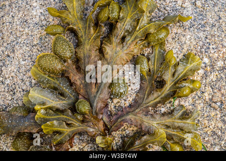 Spiral wrack / flat wrack (Fucus spiralis), brown alga seaweed washed ashore on rocky beach Stock Photo