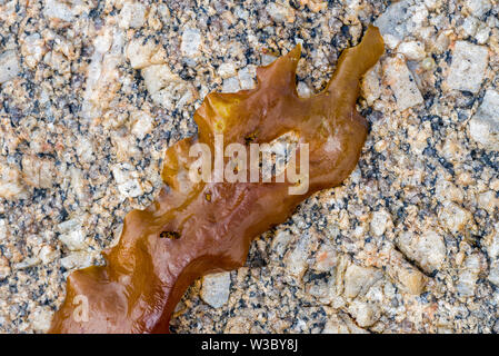 Sugar kelp / sea belt / Devil's apron (Saccharina latissima / Laminaria saccharina) brown alga seaweed washed ashore on rocky beach Stock Photo