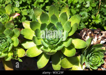 Housleek or Sempervivum tectorum, top view Stock Photo