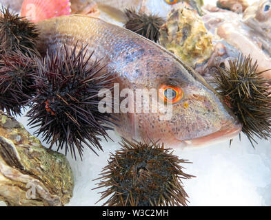 fresh fish and sea urchin on ice Stock Photo