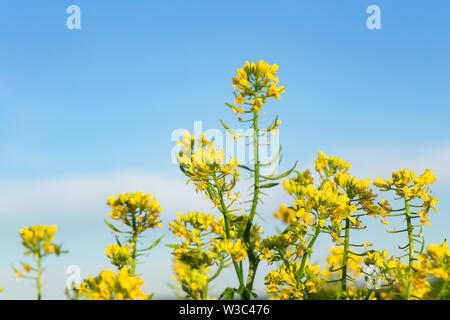 closeup mustard flowers in blooming yellow field against the sky
