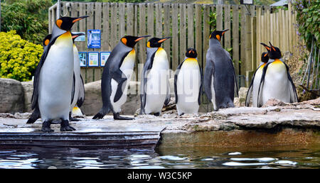 King Penguins in the Penguin Enclosure at Birdland Park and Gardens in Bourton-on-the-Water, Gloucestershire, UK Stock Photo