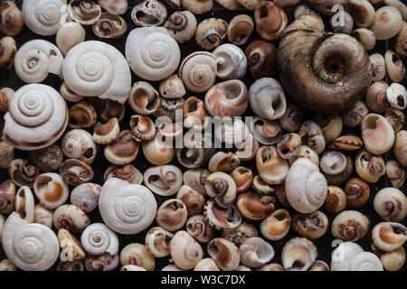 Assorted shells of many sizes are found on sea beaches. Close-up of seashells collection in sunny summer day. Lots of cockleshell scallop piled togeth Stock Photo