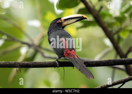 Closeup of a Pale-mandibled Aracari perched on a leafy branch in Ecuador.Scientific name of this bird is Pteroglossus erythropygius Stock Photo