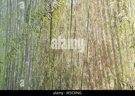 old dry wood that is musty background Stock Photo