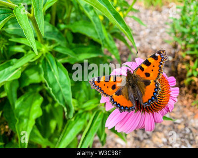The small tortoiseshell (Aglais urticae) is a colourful Eurasian butterfly in the family Nymphalidae. Stock Photo