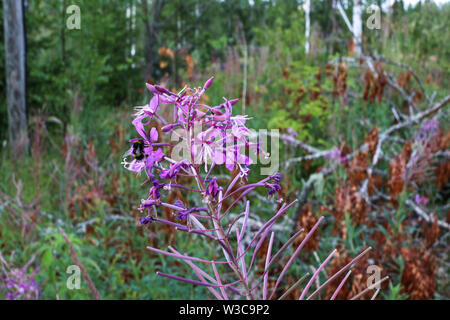 Fireweed a.k.a. rosebay willowherb growing on the dirt road side in Ylöjärvi, Finland Stock Photo