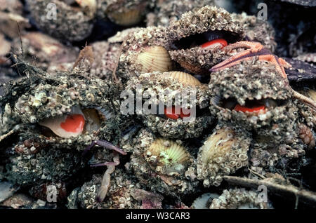 A cluster of sea life dragged up by a fisherman in Florida, USA, shows four shellfish that have popped open to reveal the reddish female reproductive glands of scallops. These invertebrate animals are mollusks that are harvested as a popular seafood. Scallops are bivalves, meaning they have two hinged shells of carbon carbonate that open and close to feed and to move through the water.  The opening and closing is controlled by the adductor muscle, which actually is the round, fleshy part of the scallop that we eat. Of the more than 400 species of scallops, two are enjoyed as food in the U.S. Stock Photo