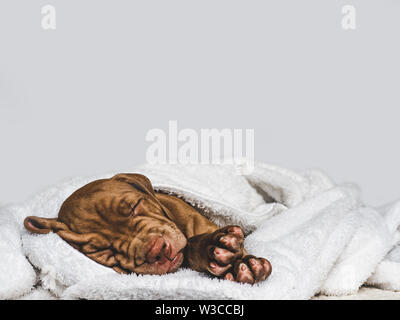 Charming puppy, lying on a white rug Stock Photo