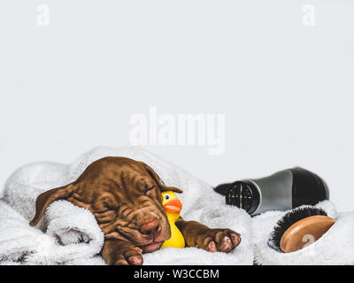 Charming puppy, lying on a white rug Stock Photo
