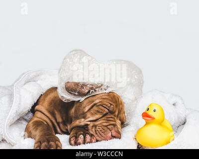 Charming puppy, lying on a white rug Stock Photo
