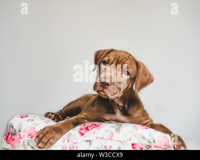 Charming puppy, lying on a white pillow Stock Photo