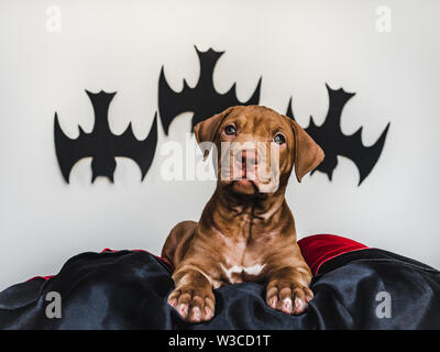 Charming puppy, lying on a black rug Stock Photo