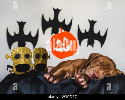 Charming puppy, lying on a black rug Stock Photo