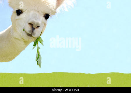 Portrait of beautiful white curious alpaca watching into the camera on sky blue background. Stock Photo