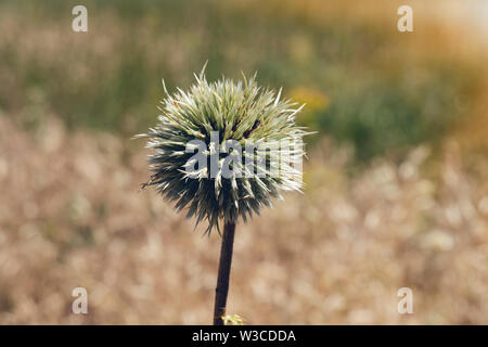 Flower buds of Great globe-thistle or Echinops sphaerocephalus close-up, selective focus, shallow DOF. Stock Photo