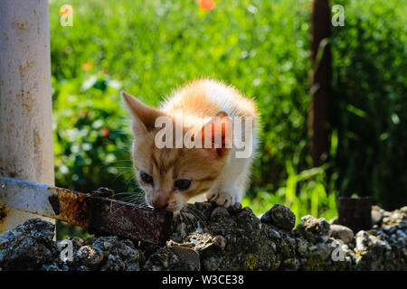 Orange and white cat exploring the environment in the garden. Stock Photo