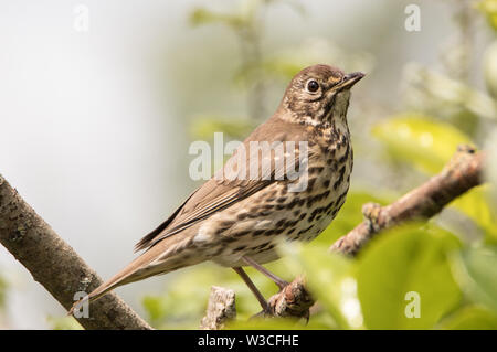 Song Thrush, Turdus philomelos, perched in a British Garden Stock Photo