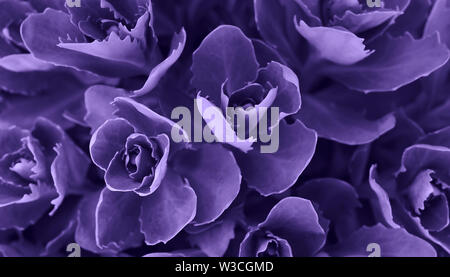 Perfect natural succulent pattern background. Ultra Violet dark and moody backdrop for your design. Copy space. Stock Photo