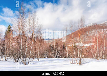 birch forest in winter. leafles plants stay frozen on a snowy meadow. wonderful landscape in mountains on a sunny day with cloudy sky. snow covered pe Stock Photo