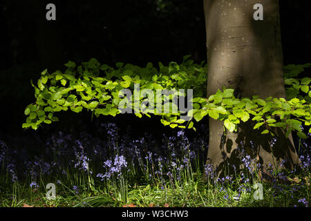 Suffolk bluebell wood Stock Photo