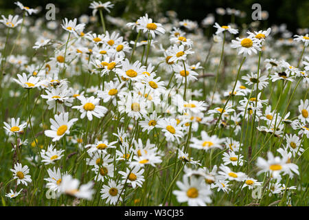 Oxeye Daisies in Suffolk Stock Photo