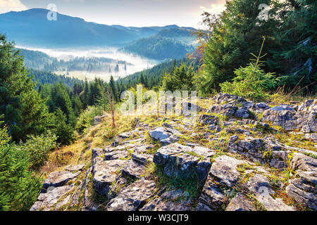 thick glowing fog among spruce forest down in the valley. wonderful nature background. view from the top of a rocky hill. beautiful apuseni mountain s Stock Photo