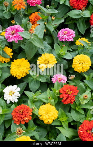 A selection of brightly colored Zinnia flowering plants for sale at a greenhouse in Inlet, NY USA Stock Photo