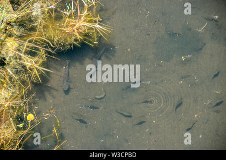 A school of minnows swimming in a small pool of water Stock Photo