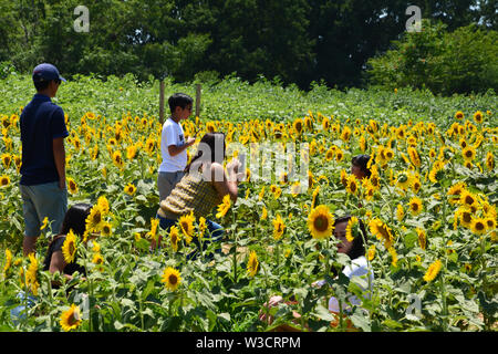 Visitors pose for photos in Raleigh's Dorothea Dix Park sunflower field. Stock Photo