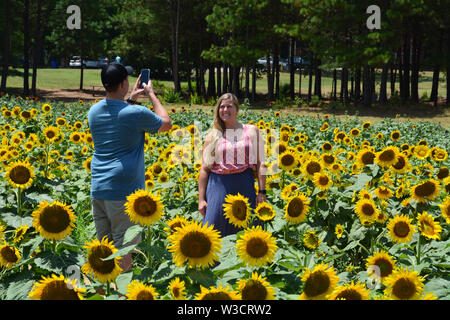 Visitors pose for photos in Raleigh's Dorothea Dix Park sunflower field. Stock Photo