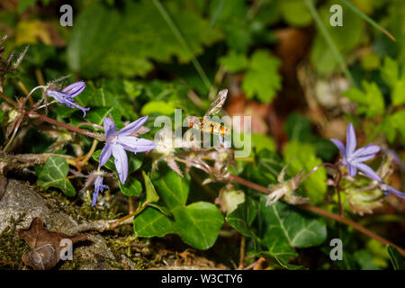 Harmless black and yellow striped wasp mimic hoverfly in flight, flying between mauve campanula flowers in an English garden in summer Stock Photo