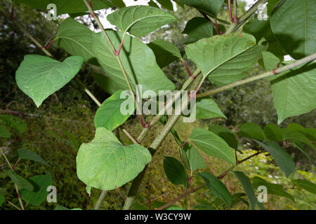 The invasive plant specifies Japanese Knotweed (Reynoutria japonica, Fallopia japonica or Polygonum cuspidatum) grows beside a river embankment.