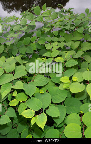The invasive plant specifies Japanese Knotweed (Reynoutria japonica, Fallopia japonica or Polygonum cuspidatum) grows beside a river embankment.
