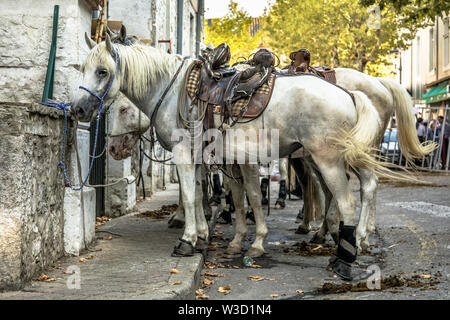 White saddled horses waiting on traditional Abrivado bull running festival in Southern France Stock Photo