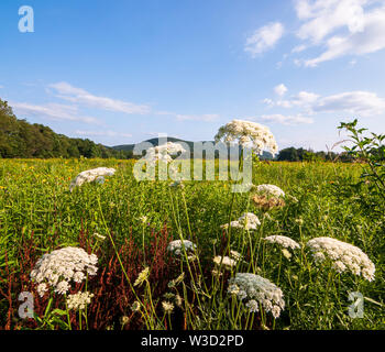 American elderberry flowers in a field in Irvine, Warren County, Pennsylvania, USA in summer Stock Photo