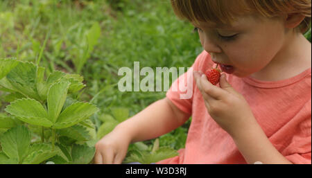 cute little boy eats strawberries Stock Photo