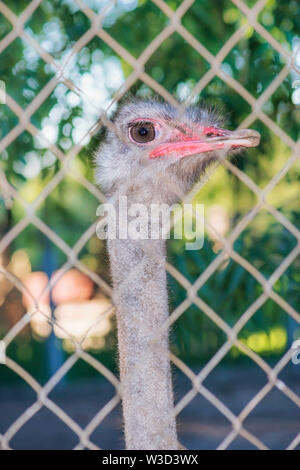 Ostrich portrait close up. Curious emu on farm. Proud ostrich face. Funny hairy emu closeup. Wildlife concept. Birds concept. Ostrich with big eyes an Stock Photo