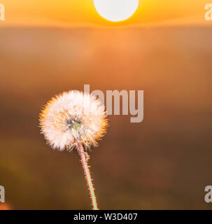 Closeup of a dandelion seed head (Taraxacum officinale) against the background of dawn in the field. Stock Photo