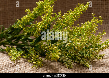 Stems of Fresh Yellow Asters Solidago Flowers (commonly called Goldenrods) on natural burlap background. Genus: Solidago in Asteraceae family. Stock Photo