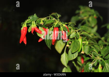 CHILLI PEPPER PLANT. PLANT LIFE. FOOD. SPICE. RED CHILLI.GREEN LEAVES. FLAVOUR. PLANTS. FRESH FOOD. HOME GROWN. Stock Photo