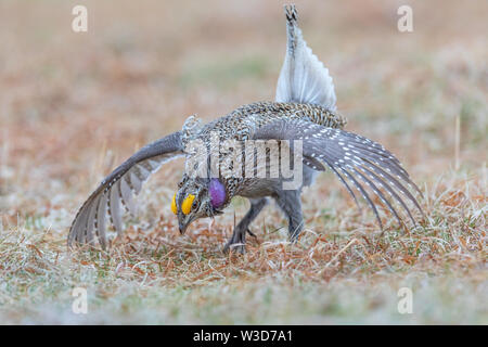 Male sharp-tailed grouse dancing on a lek. Stock Photo