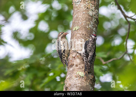 Immature and adult yellow-bellied sapsuckers in the woodland of northern Wisconsin. Stock Photo