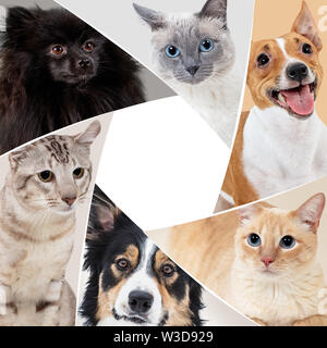 Collage of domestic animals in circle with copy space. Dogs and cats sitting together. Stock Photo