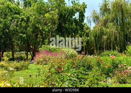 Rose garden in bloom in a lush landscape surrounded by trees and a weeping willow. Stock Photo