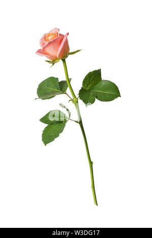 One pink rose on a long stalk with green leaves, isolated on a white background, side view Stock Photo